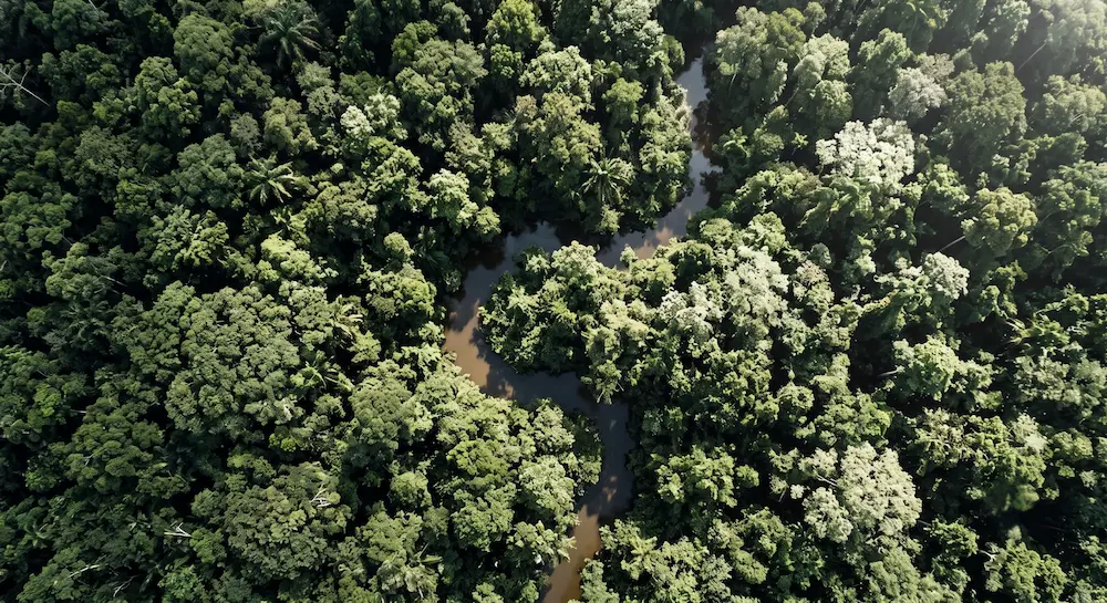 FSC certified sustainable forestry supply chain for responsible wood sourcing